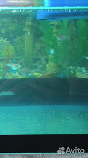 Аквариумные рыбки гурами