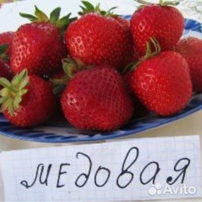 Саженцы клубники ранней