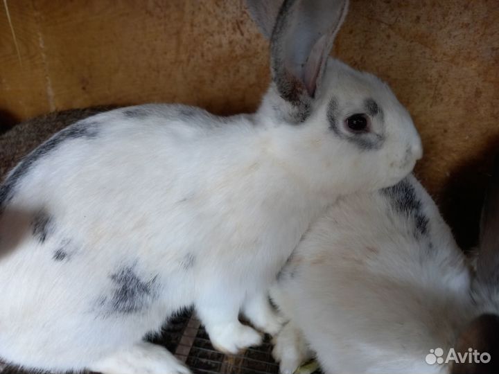 Продам или обменяю крола