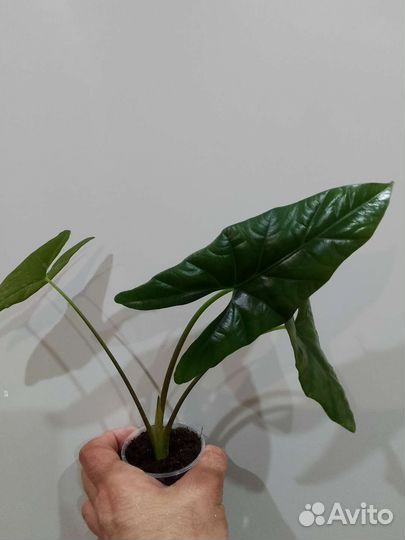 Алоказия,монстеры, сингониумы и др