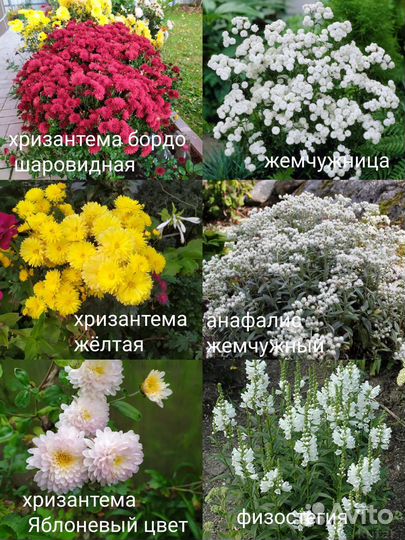 Многолетники