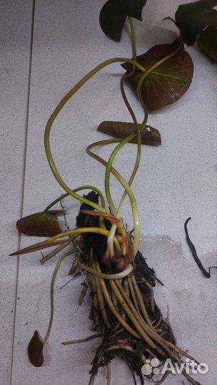 Кувшинки для пруда