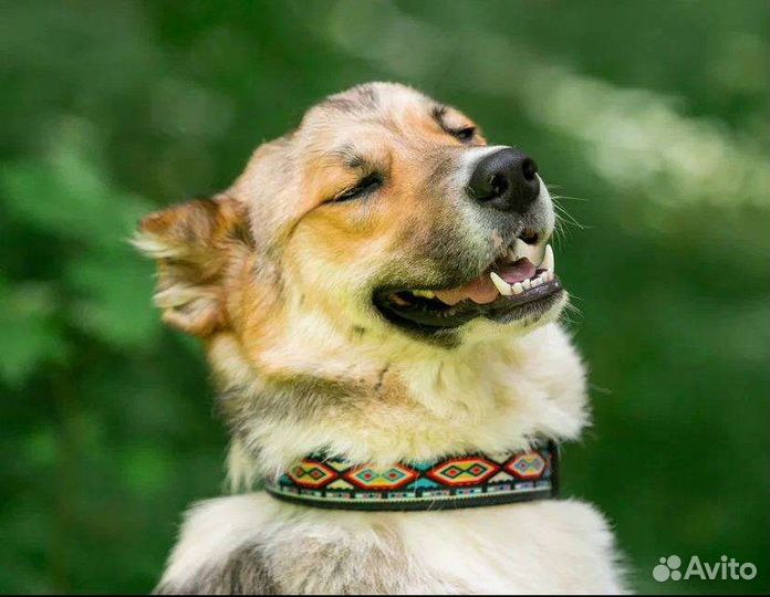 Добрая Собака Метис Алабая любит детей