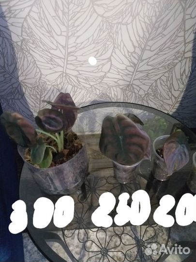 Алоказии,нобилис, ниндзя