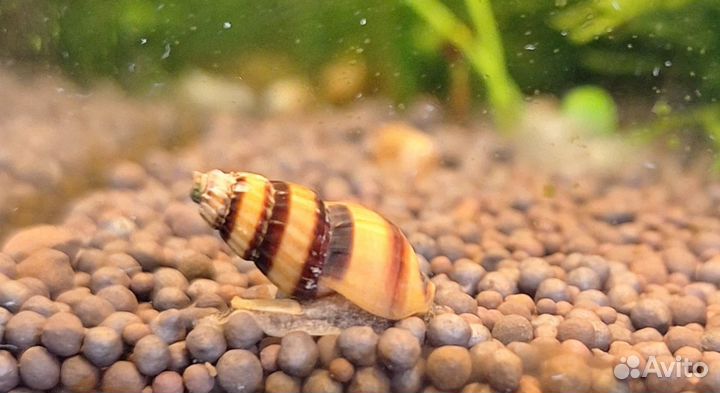 Улитка Хелена