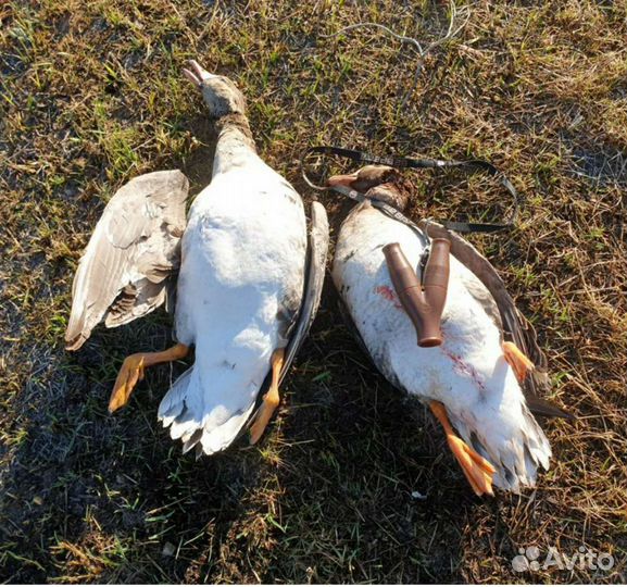 Манок на гуся