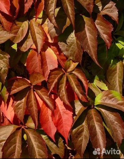 Саженцы девичий виноград