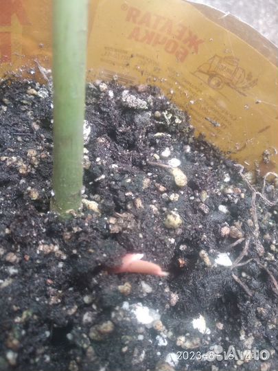 Ректофиллум удивительный (церцестис)