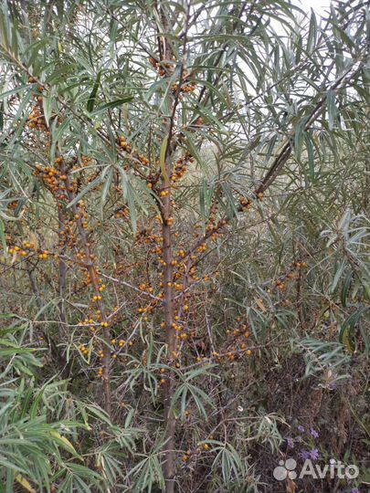 Облепиха саженцы