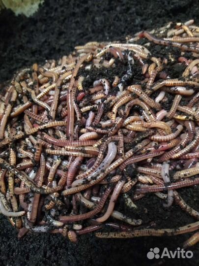 Червь дендробена