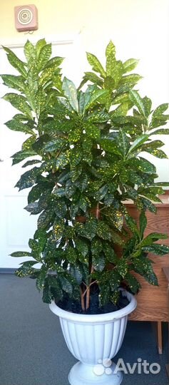 Кротон в вазоне