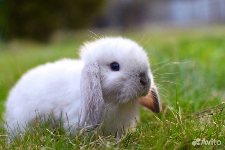 Декоративные кролики. Ручные и чистоплотные