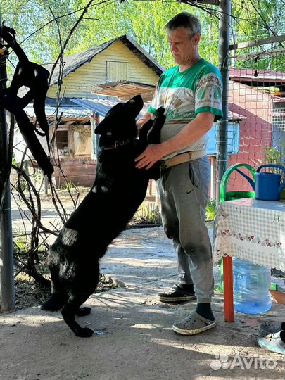 Вязка немец