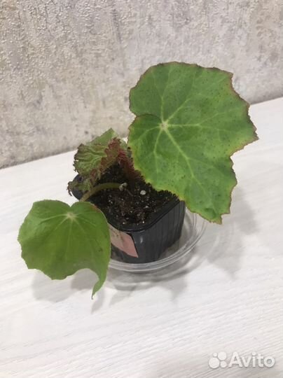 Бегонии декоративно-лиственные