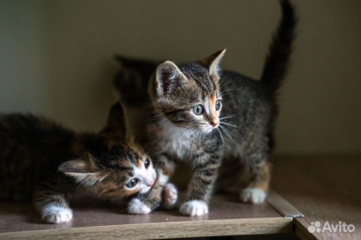 Джесси и Джои