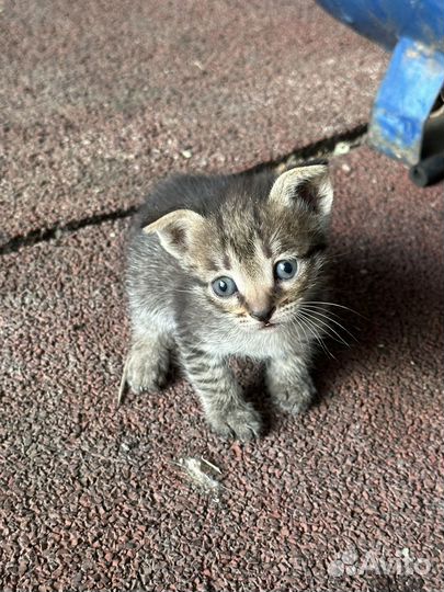 Котята в добрые руки даром