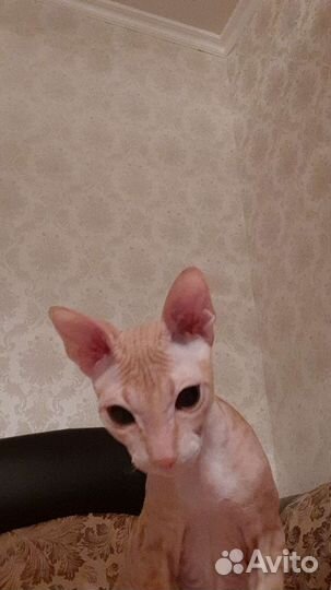 Донской сфинкс