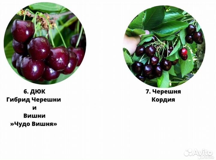 Саженцы вишни, саженцы черешни, дюк