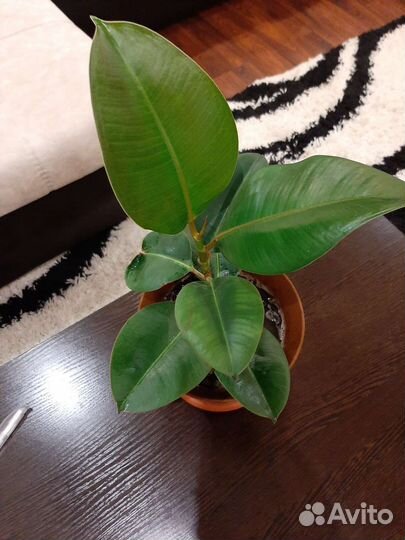 Фикус каучуконосный
