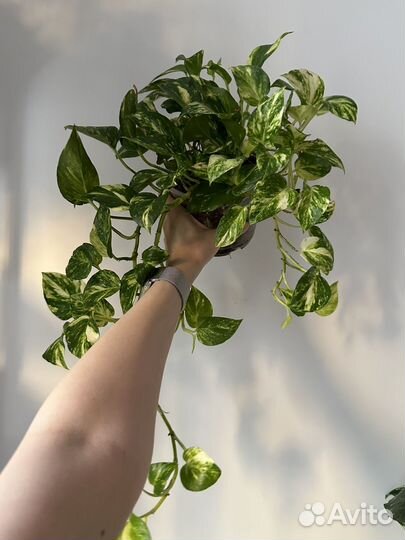 Эпипремнум золотистый