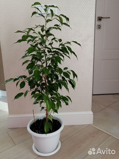 Фикусы бенджамина Эльдорадо, Реджинальд