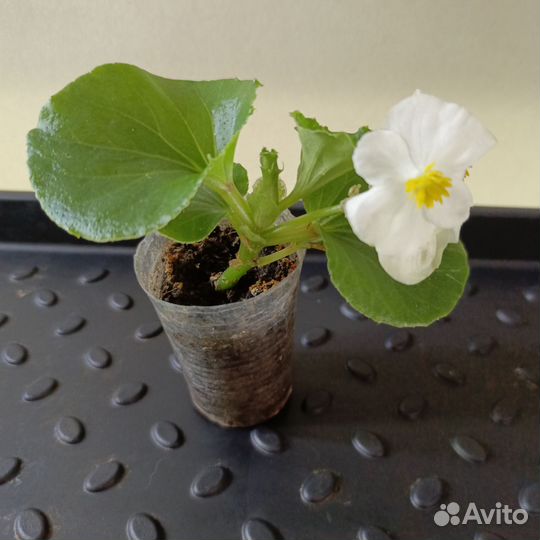 Бегония вечноцветущая черенки