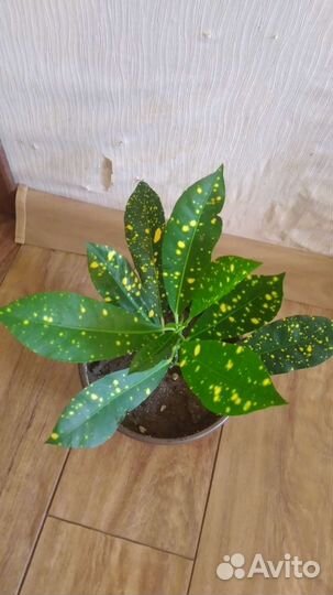 Кодиеум кротон