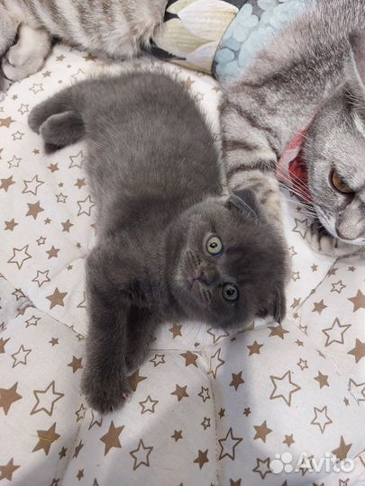 Шотландские котята