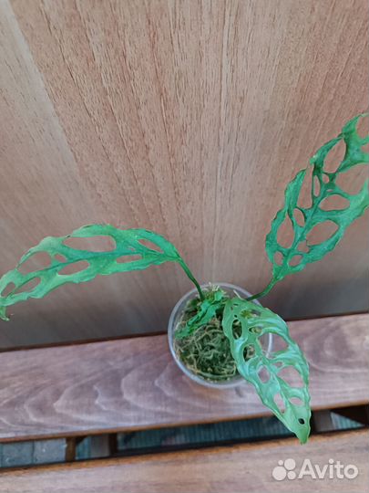 Цветы разные(часть 6)