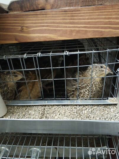 Яйца перепелиные