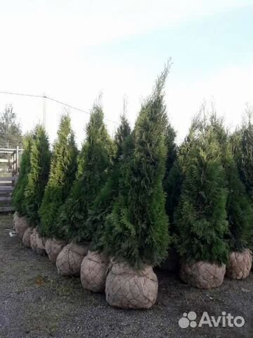 Туя,ель,елка,береза,липа итд