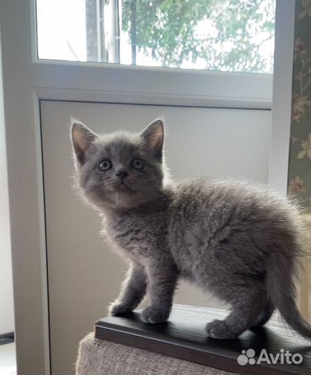 Британский котёнок мальчик голубого окраса