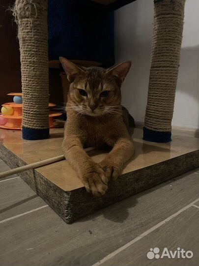 Абиссинский кот Вязка