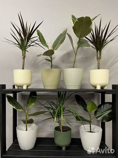 Цветы домашние в горшках