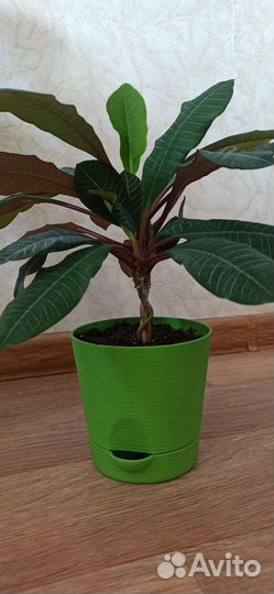 Кактус молочай