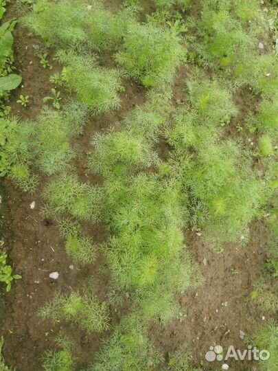 Укроп свежий, ароматный