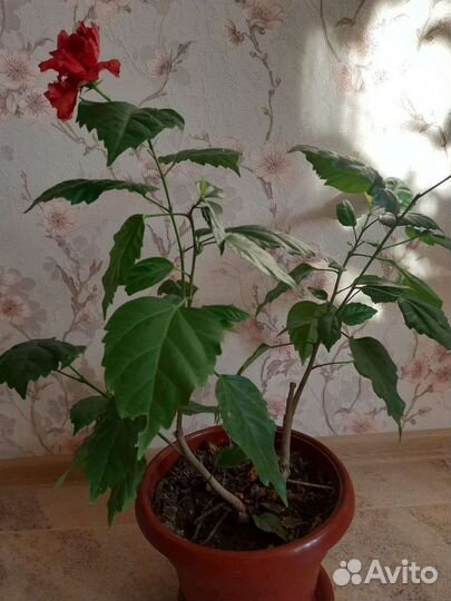 Гибискус китайская роза