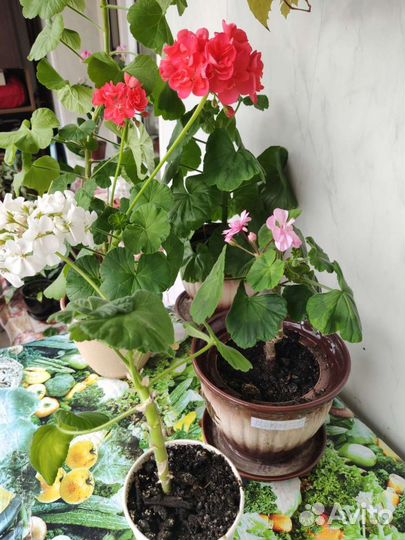 Герань (пеларгония)