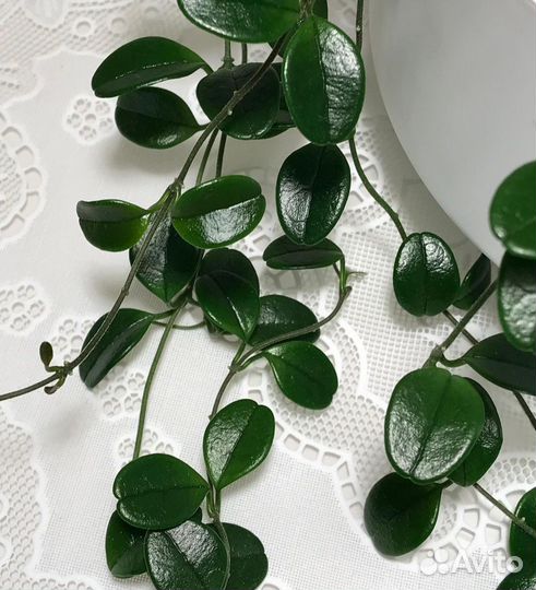 Хойя uniflora