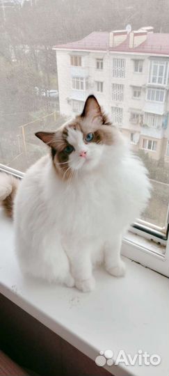 Ищем кота для вязки рэгдолл