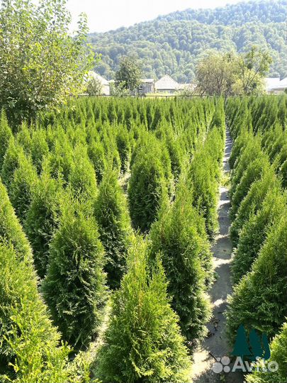 Туя смарагд оптом