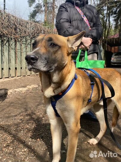 Собака в добрые руки