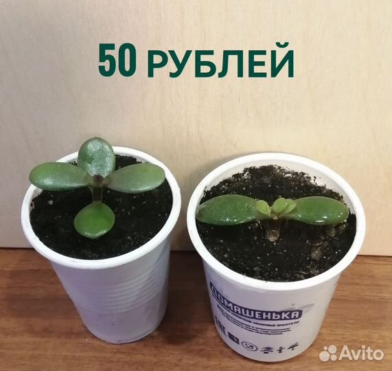 Толстянка (денежное дерево)