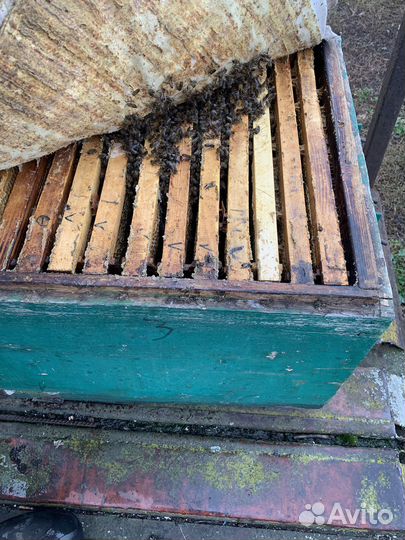 Продаю пчелосемьи