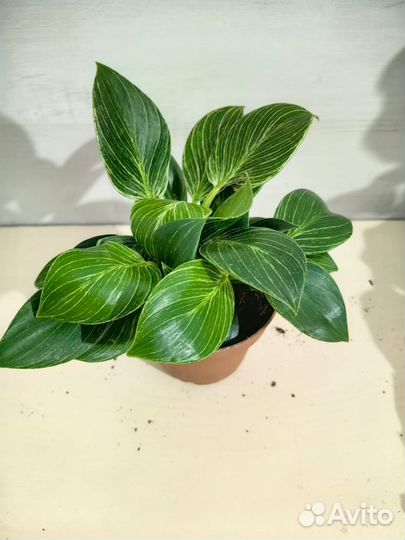 Комнатные цветы