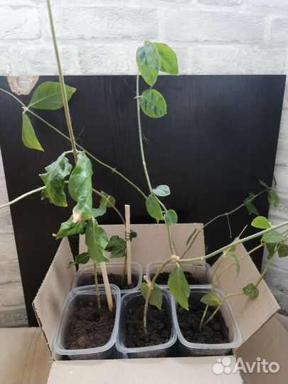 Жасмин комнатный