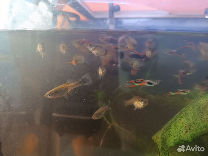 Гуппи эндлера, ампулярии