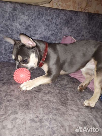 Передержка собак,кошек, попугаев, хомяков