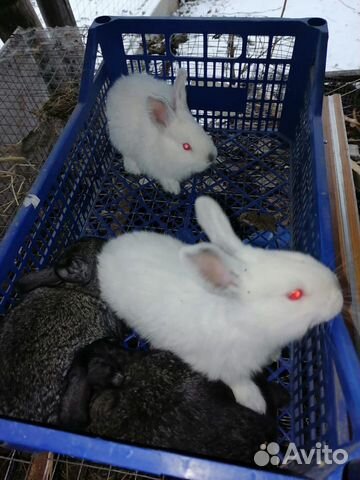 Месячные кролики (Калифорнийский ) объявление продам