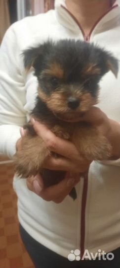 Йоркширский терьер